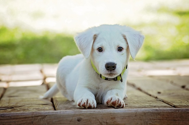 labrador.jpg